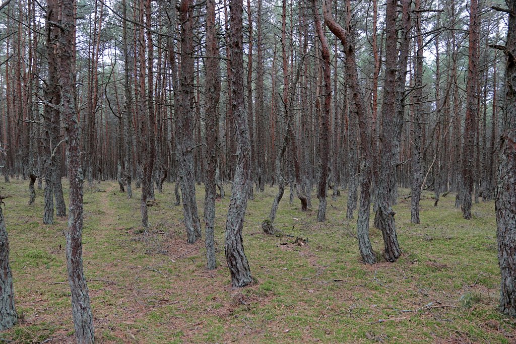 Россия, Куршская коса